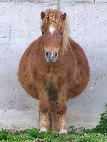 horse pregnant cute